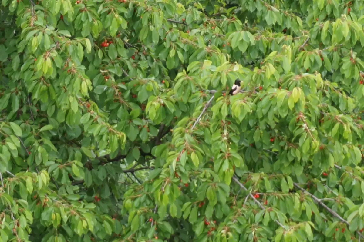 File:Pastor roseus Sofia.Bulgaria 16.05.2019.jpg