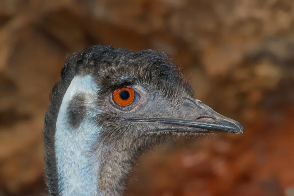 File:Dromaius novaehollandiae - Maroparque 02.jpg