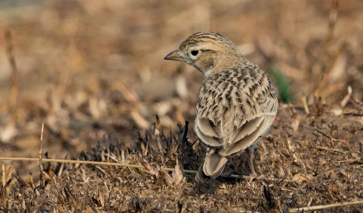 File:Greater Short-toed Lark Calandrella brachydactyla by Vedant Kasambe 03.jpg