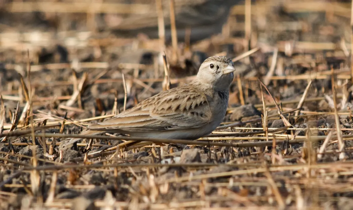 File:Greater Short-toed Lark Calandrella brachydactyla by Vedant Kasambe 02.jpg