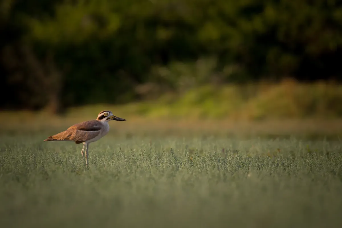 File:Great stone-curlew or great thick-knee (Esacus recurvirostris).jpg