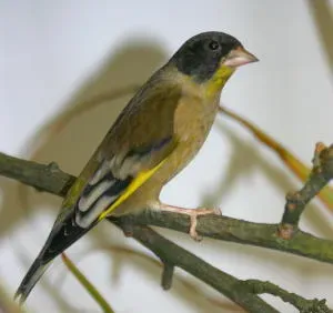 File:Chloris ambigua, captive (cropped).jpg