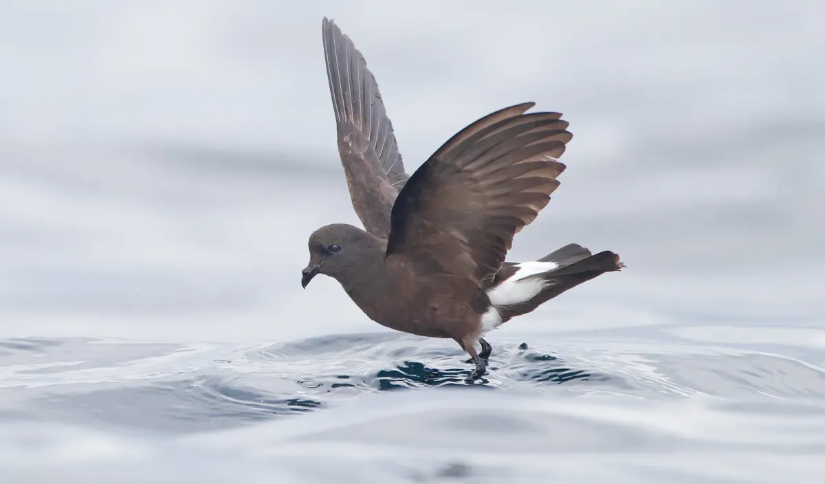 File:Oceanites oceanicus - SE Tasmania (cropped).jpg