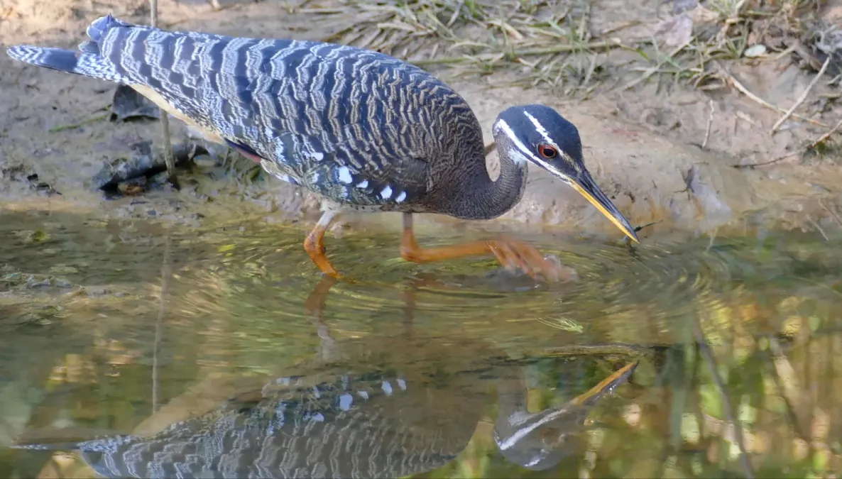 File:Sunbittern (Eurypyga helias), Poconé, Mato Grosso.jpg