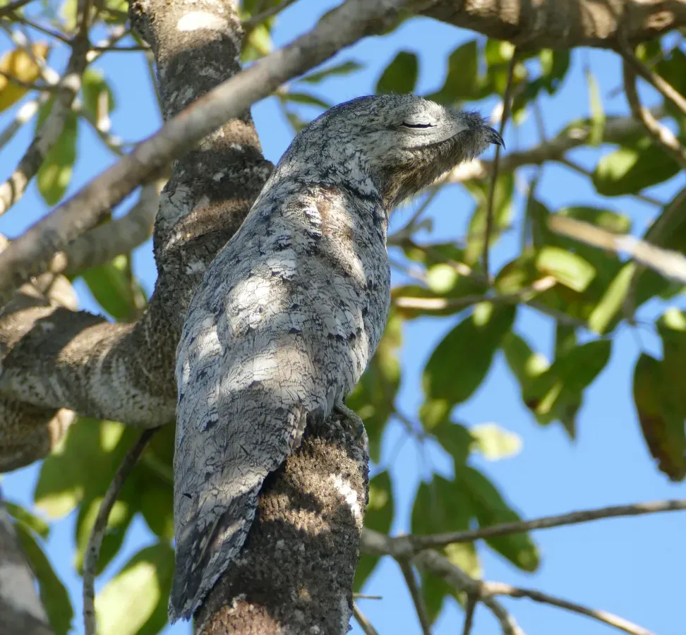 File:Great Potoo (Nyctibius grandis).jpg