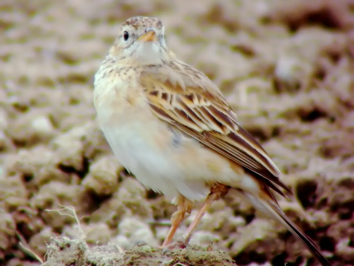 File:Anthus richardi (6036516489).jpg