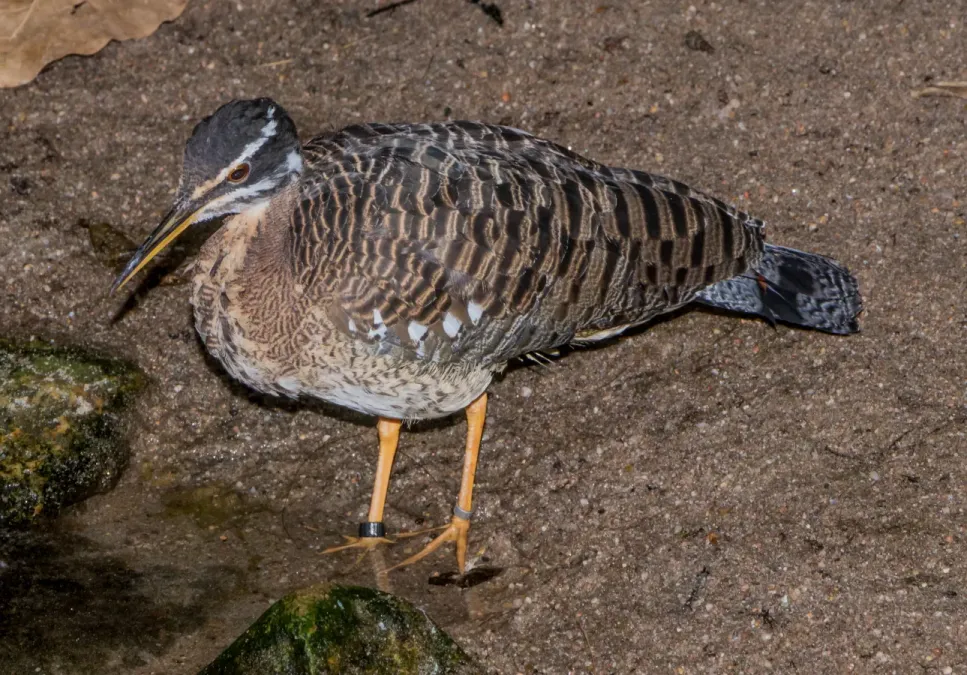 File:Eurypyga helias - Karlsruhe Zoo 01.jpg
