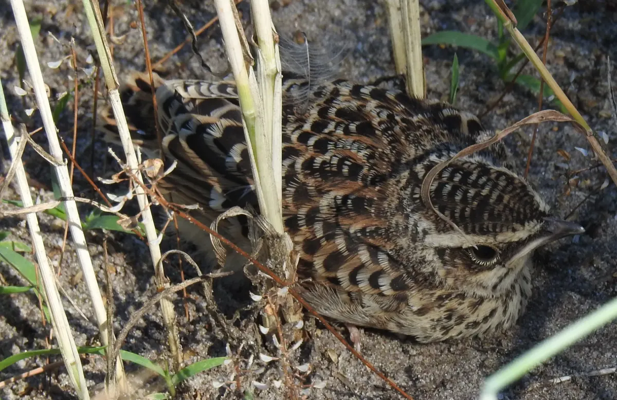 File:Lullula arborea RF.jpg