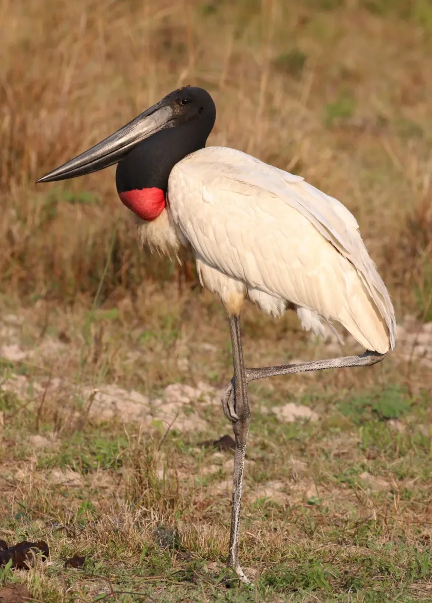 File:Jabiru (Jabiru mycteria) 2 cropped.jpg