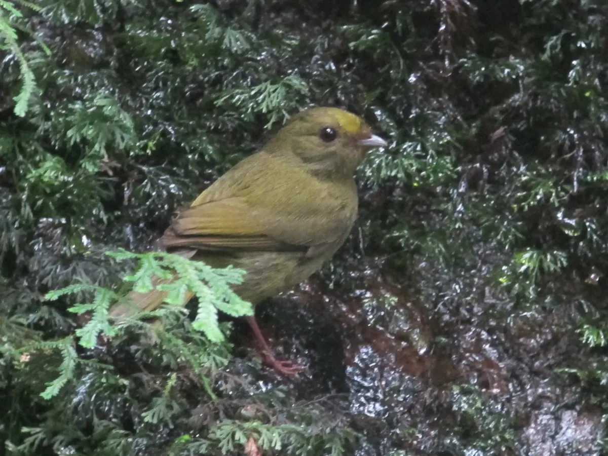 File:Masius chrysopterus (hembra female) (34186809920).jpg