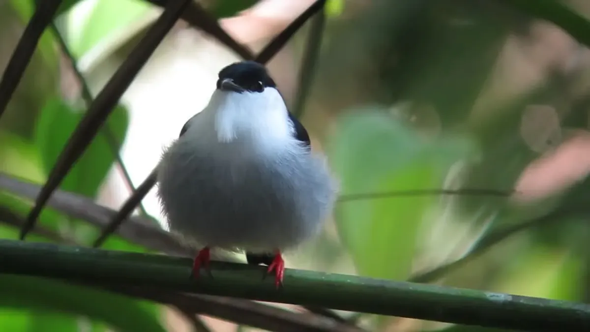 File:Manacus manacus White Bearded Manakin (34477134025).jpg