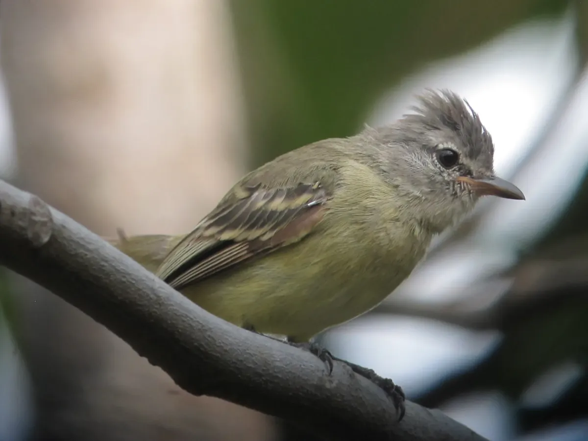 File:Camptostoma obsoletum Tiranuelo silbador Southern Beardless-Tyrannulet (32413114693).jpg