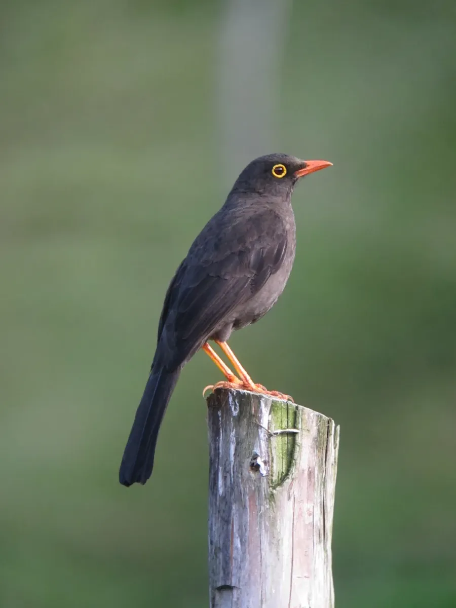 File:Turdus fuscater Mirla patinaranja Great Thrush ( male ) (31843001414).jpg