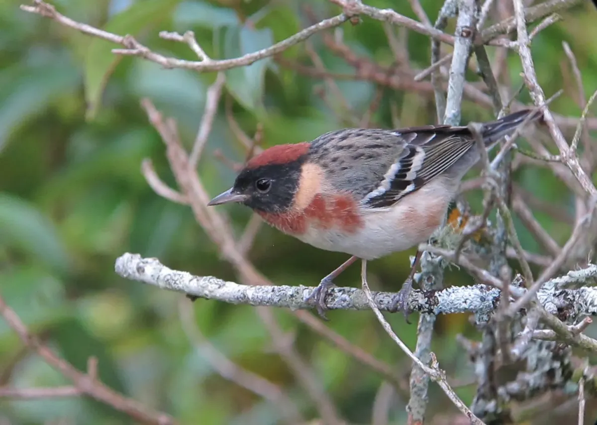 File:Setophaga castanea Reinita castaña Bay-breasted Warbler (25618838373).jpg