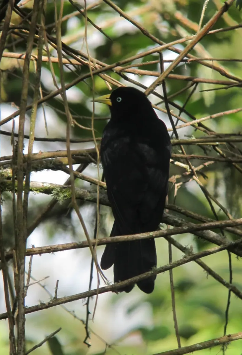 File:Cacicus uropygialis Arrendajo culirrojo Scarlet-rumped Cacique (23920679131).jpg