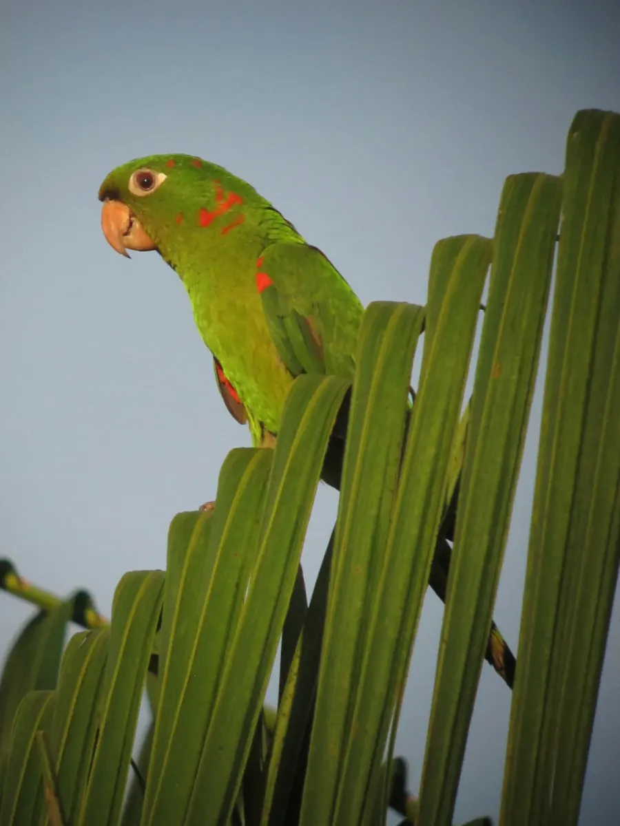 File:Psittacara leucophthalmus White-eyed Parakeet (18610683186).jpg