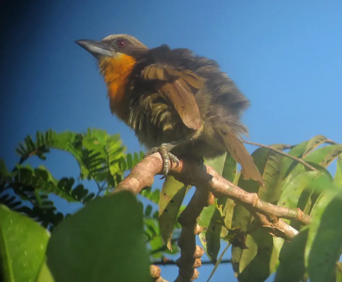 File:Capito aurovirens Torito coronado Scarlet-crowned Barbet (female) (18001718713).jpg