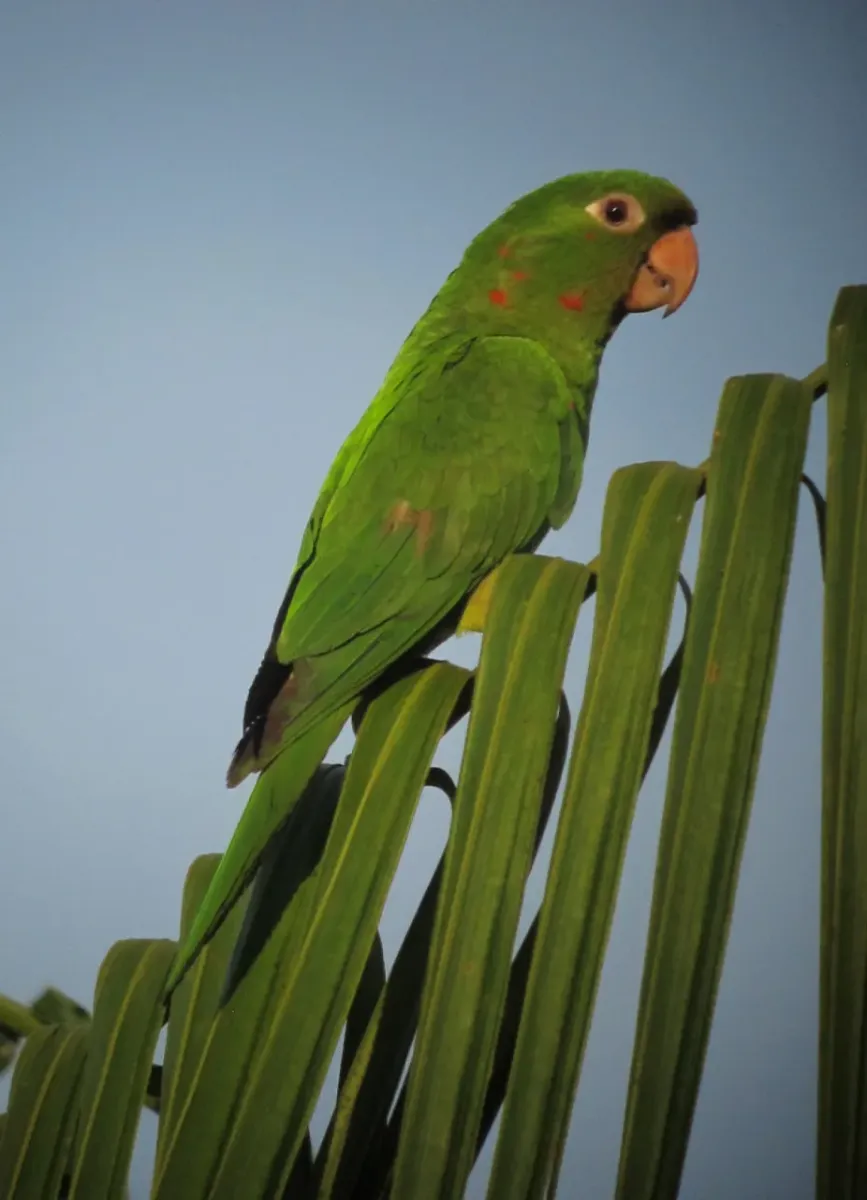 File:Psittacara leucophthalmus White-eyed Parakeet (18359731969).jpg
