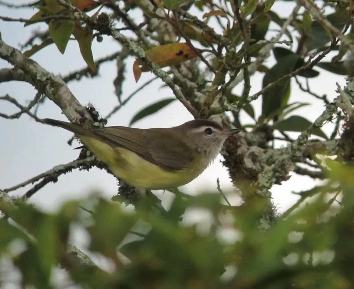 File:Vireo leucophrys Verderón montañero Brown-capped Vireo (16022860682).jpg