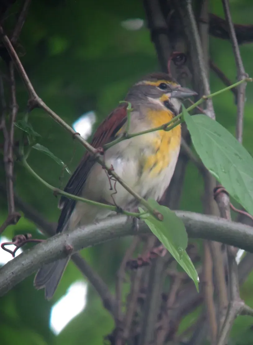 File:Spiza americana Arrocero Norteño Dickcissel (15400838407).jpg