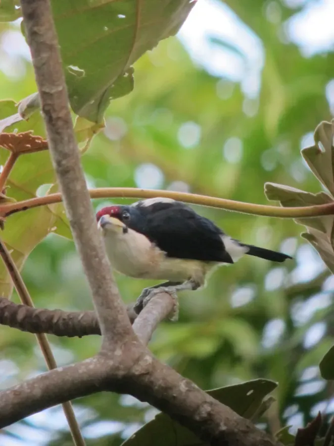 File:Capito hypoleucus Torito dorsiblanco White-mantled Barbet (6545982711).jpg