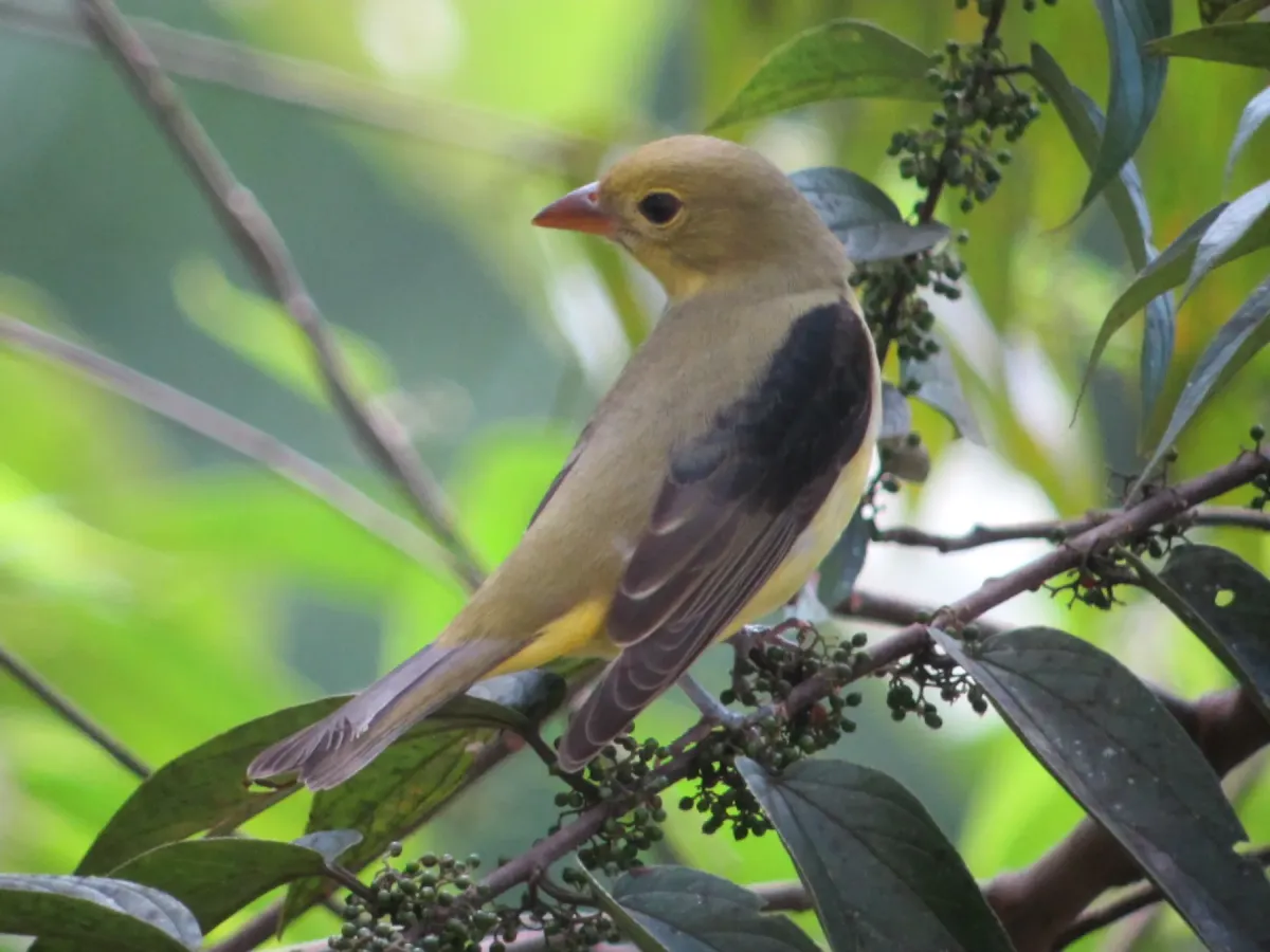 File:Piranga olivacea Piranga alinegra Scarlet Tanager (6466749551).jpg