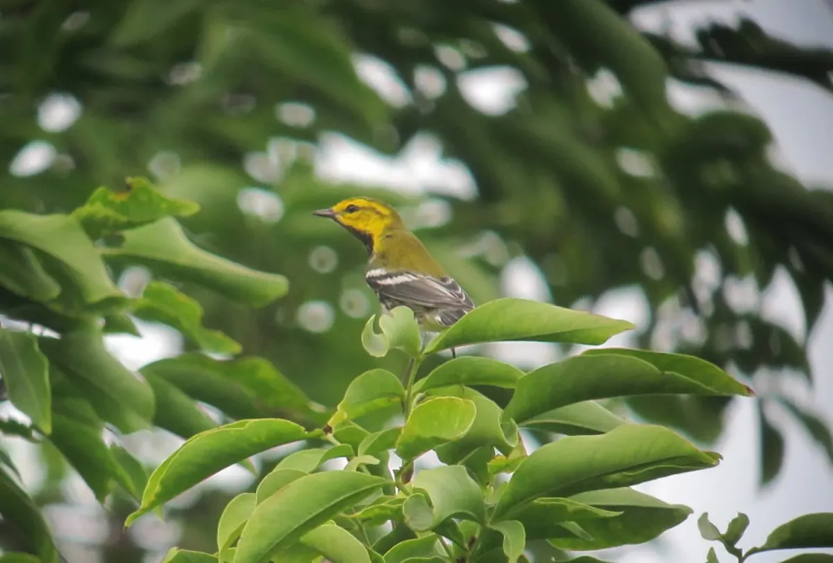 File:Setophaga virens Reinita Verdinegra Black-throated Green Warbler (15550174561).jpg