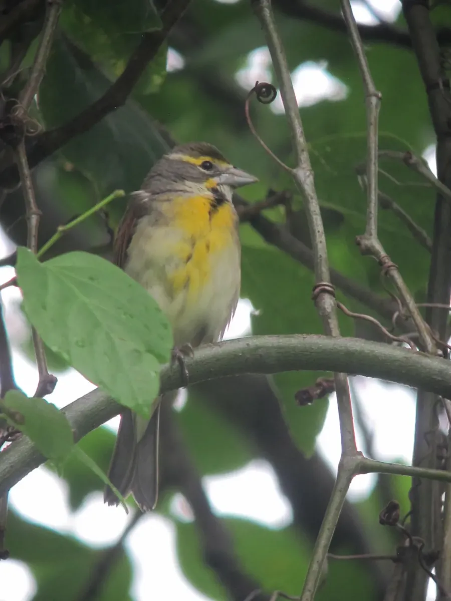 File:Spiza americana Arrocero Norteño Dickcissel (15535498991).jpg