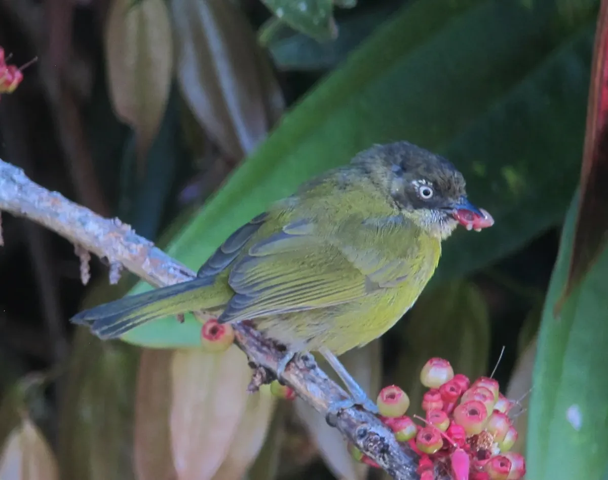 File:Chlorospingus flavopectus Montero ojiblanco Common Bush-Tanager (14983270212).jpg