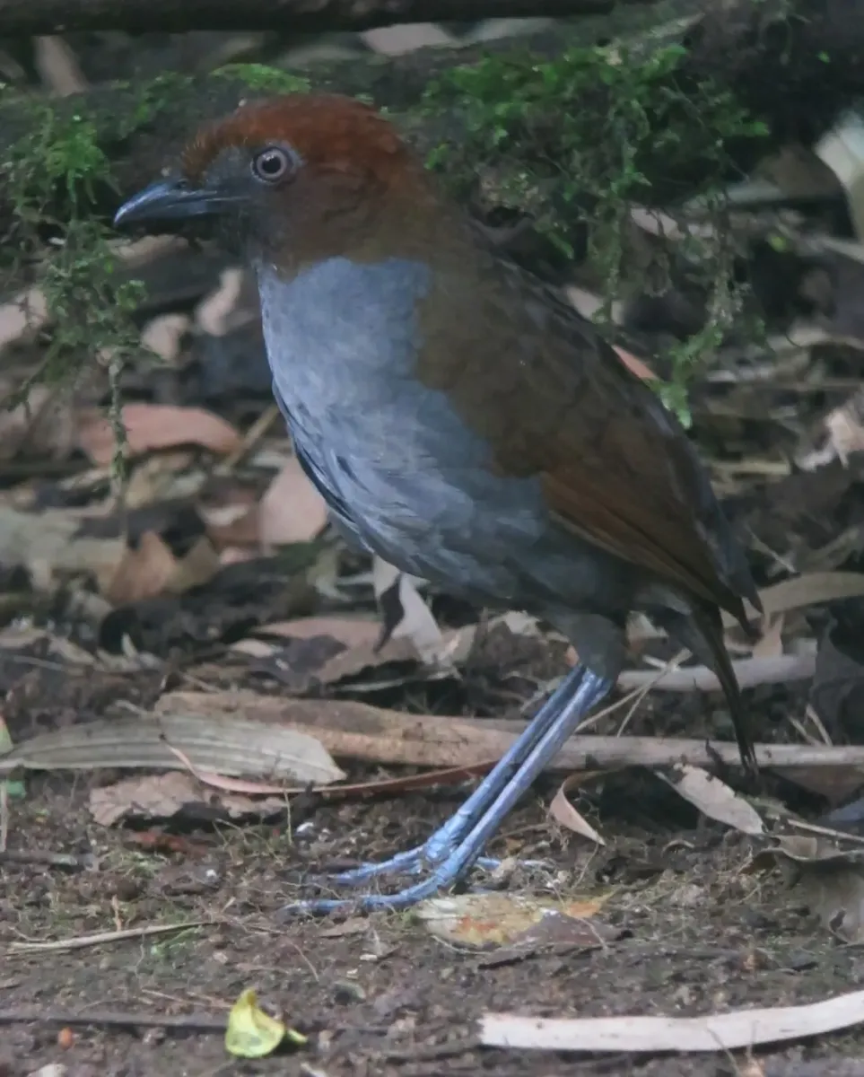 File:Grallaria nuchalis Tororoi chusquero Chestnut-naped Antpitta (14342494386).jpg