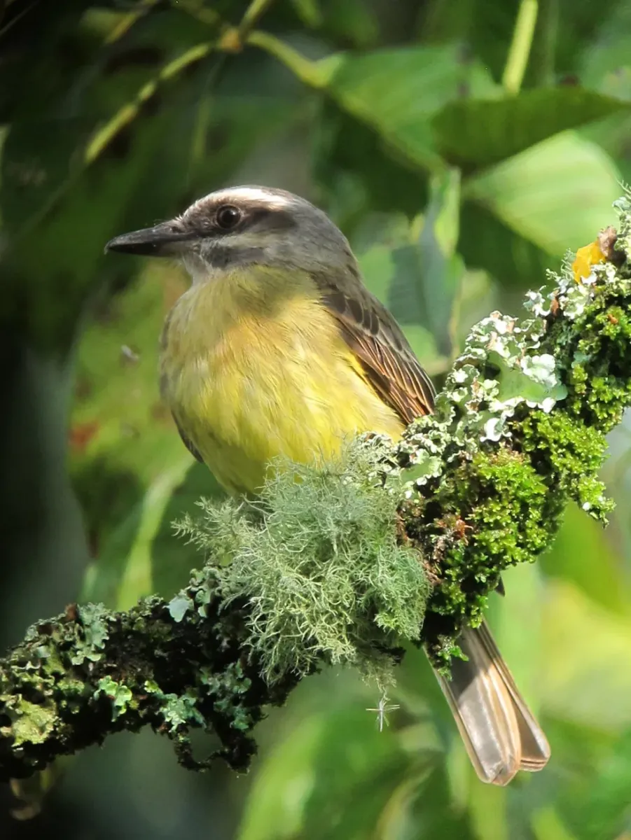 File:Myiodynastes chrysocephalus Atrapamoscas lagartero Golden-crowned Flycatcher (13047519715).jpg
