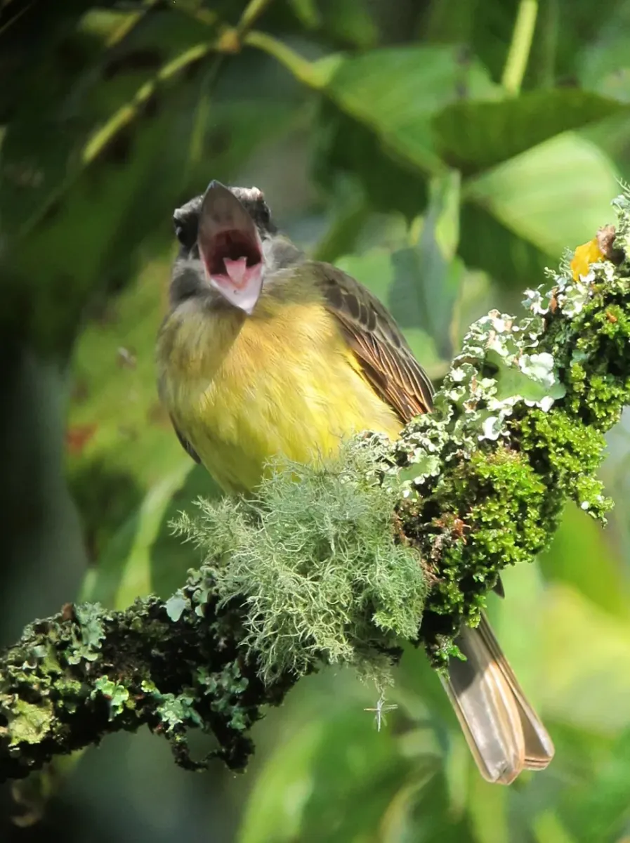 File:Myiodynastes chrysocephalus Atrapamoscas lagartero Golden-crowned Flycatcher (12988543413).jpg