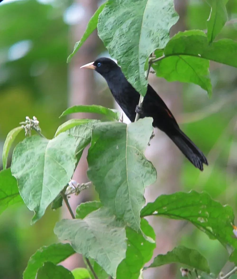 File:Cacicus uropygialis Arrendajo culirrojo Scarlet-rumped Cacique (12979113854).jpg