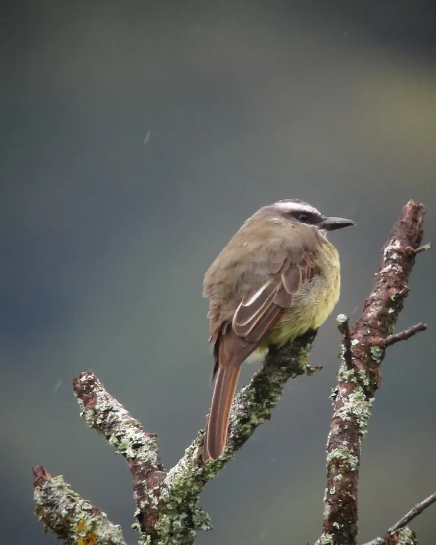 File:Myiodynastes chrysocephalus Atrapamoscas lagartero Golden-crowned Flycatcher (11455727085).jpg