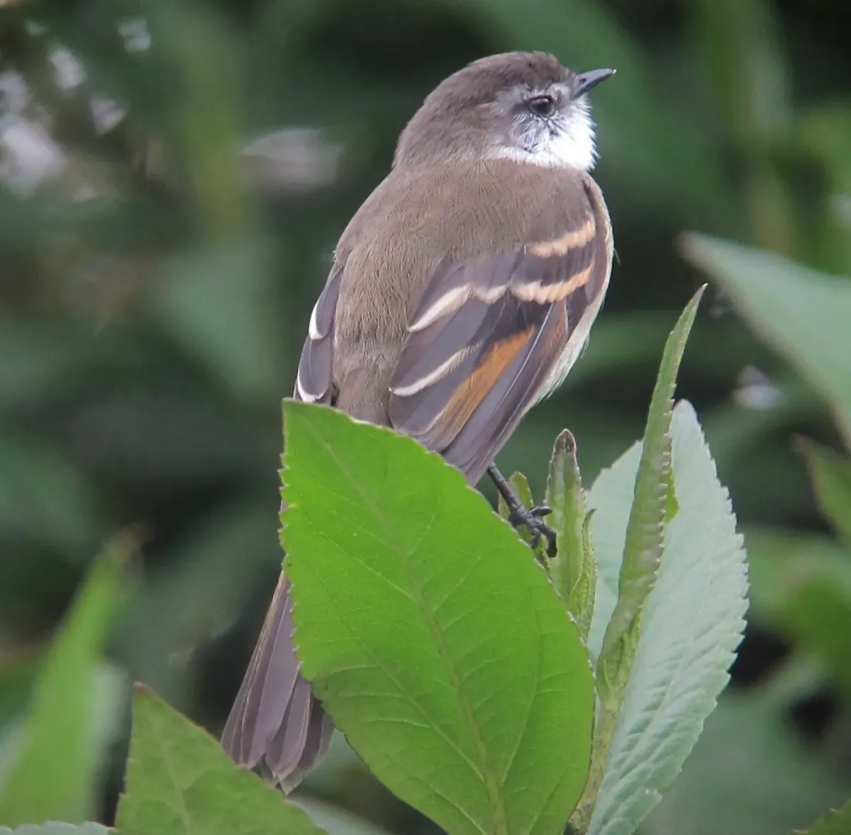 File:Mecocerculus leucophrys Tiranuelo gorgiblanco White-Throated Tyrannulet (8729317427).jpg