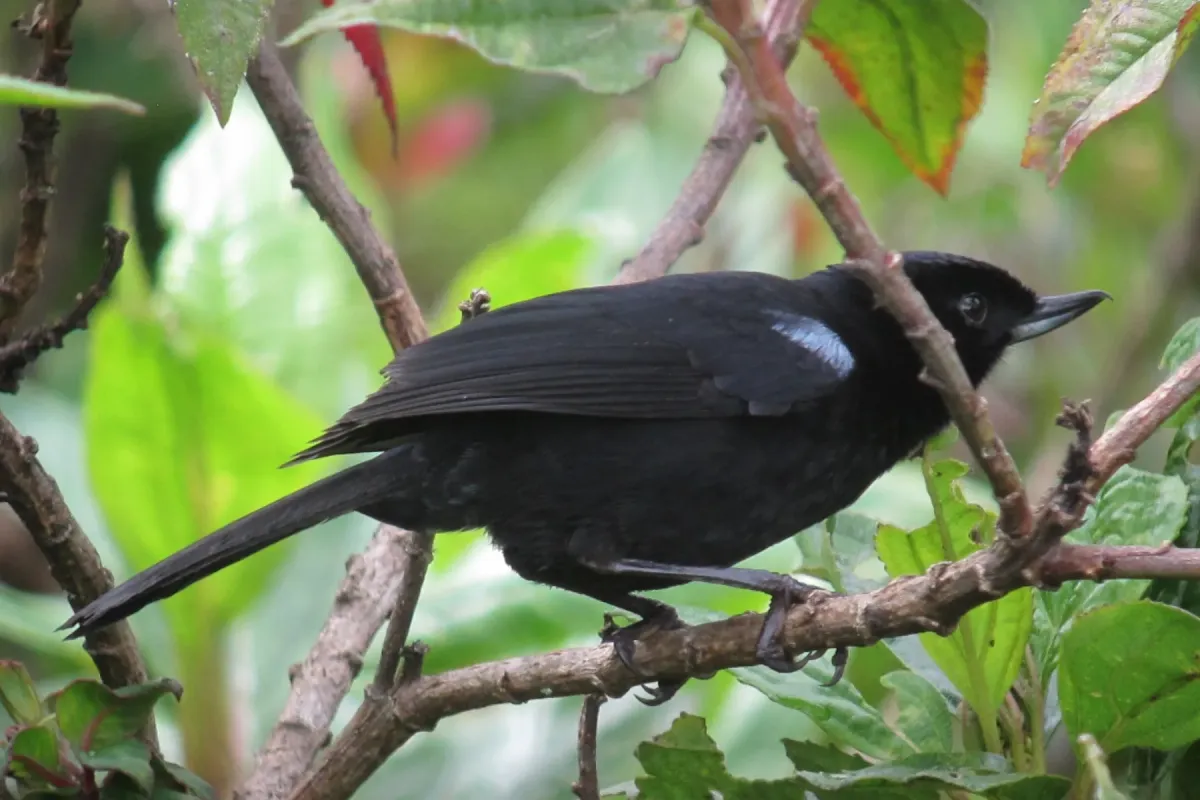 File:Diglossa lafresnayii Picaflor lustroso Glossy Flowerpiercer (8730319562).jpg