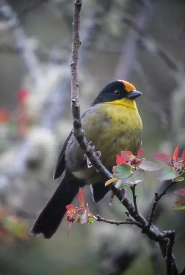 File:Atlapetes pallidinucha Gorrión-montés cabeciblanco Pale-naped Brush-Finch (8723177353).jpg