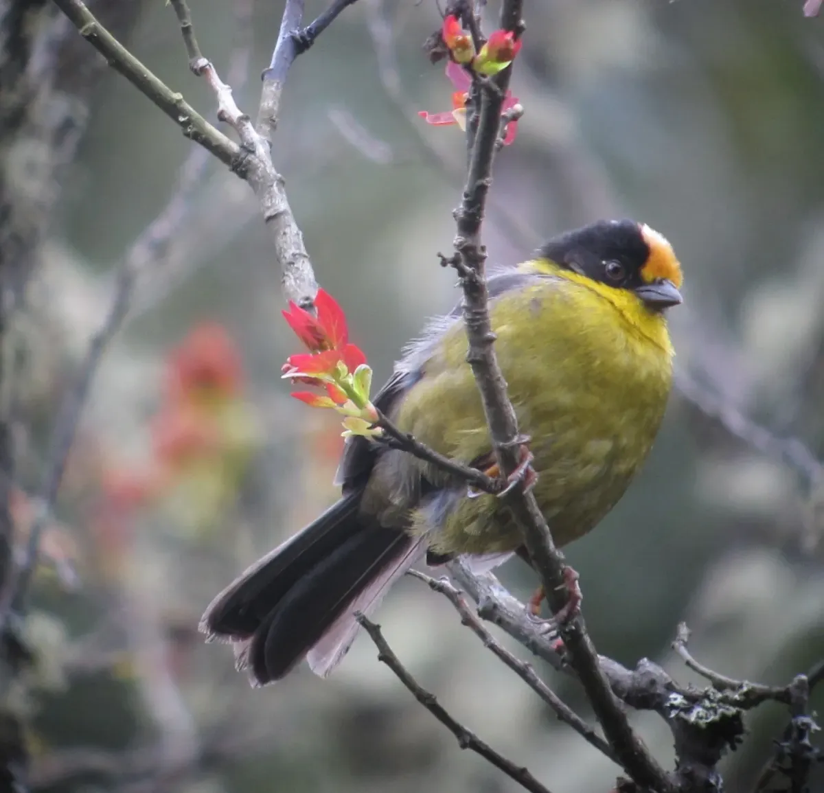 File:Atlapetes pallidinucha Gorrión-montés cabeciblanco Pale-naped Brush-Finch (8723177779).jpg