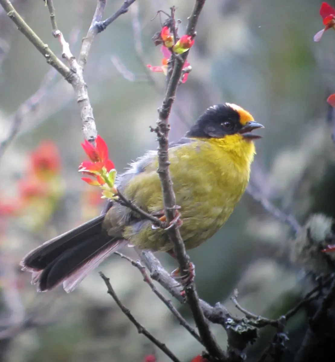 File:Atlapetes pallidinucha Gorrión-montés cabeciblanco Pale-naped Brush-Finch (8724297490).jpg