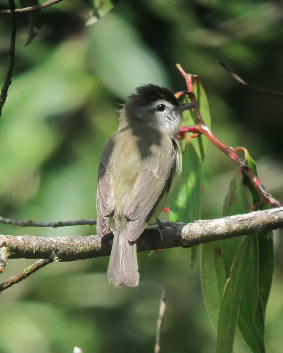 File:Vireo leucophrys Verderón montañero Brown-capped Vireo (8597816199).jpg