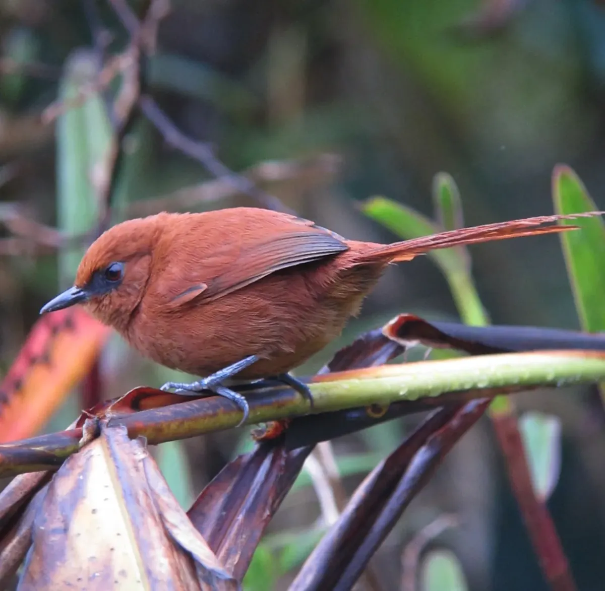 File:Synallaxis unirufa Chamicero de antifaz Rufous Spinetail (8442244746).jpg
