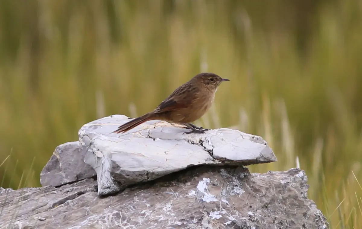 File:Asthenes wyatti - Streak-backed Canastero; Junin Lake, Junin, Peru.jpg