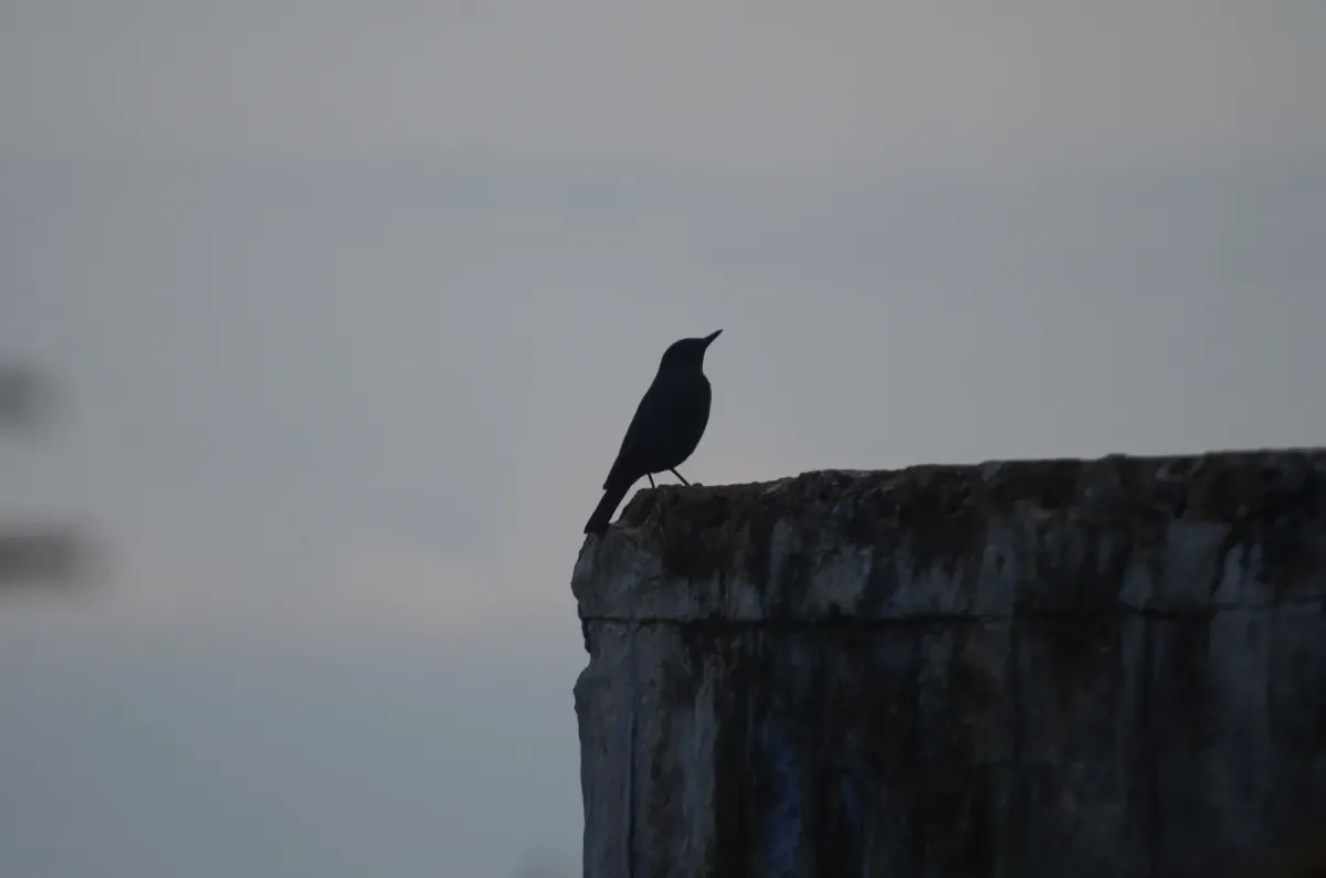 File:Blue Rock-Thrush Monticola solitarius from Anamalai hills JEG2836.jpg