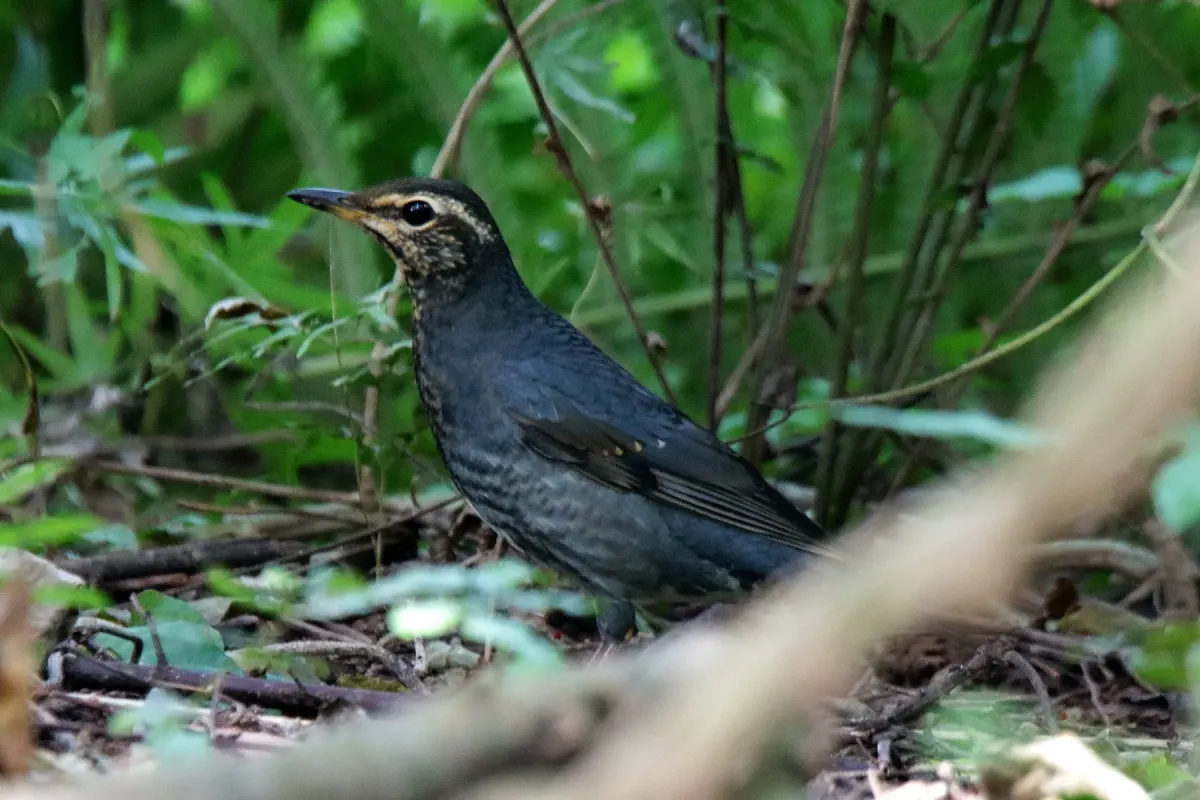 File:Geokichla sibirica (male) in Vietnam.jpg
