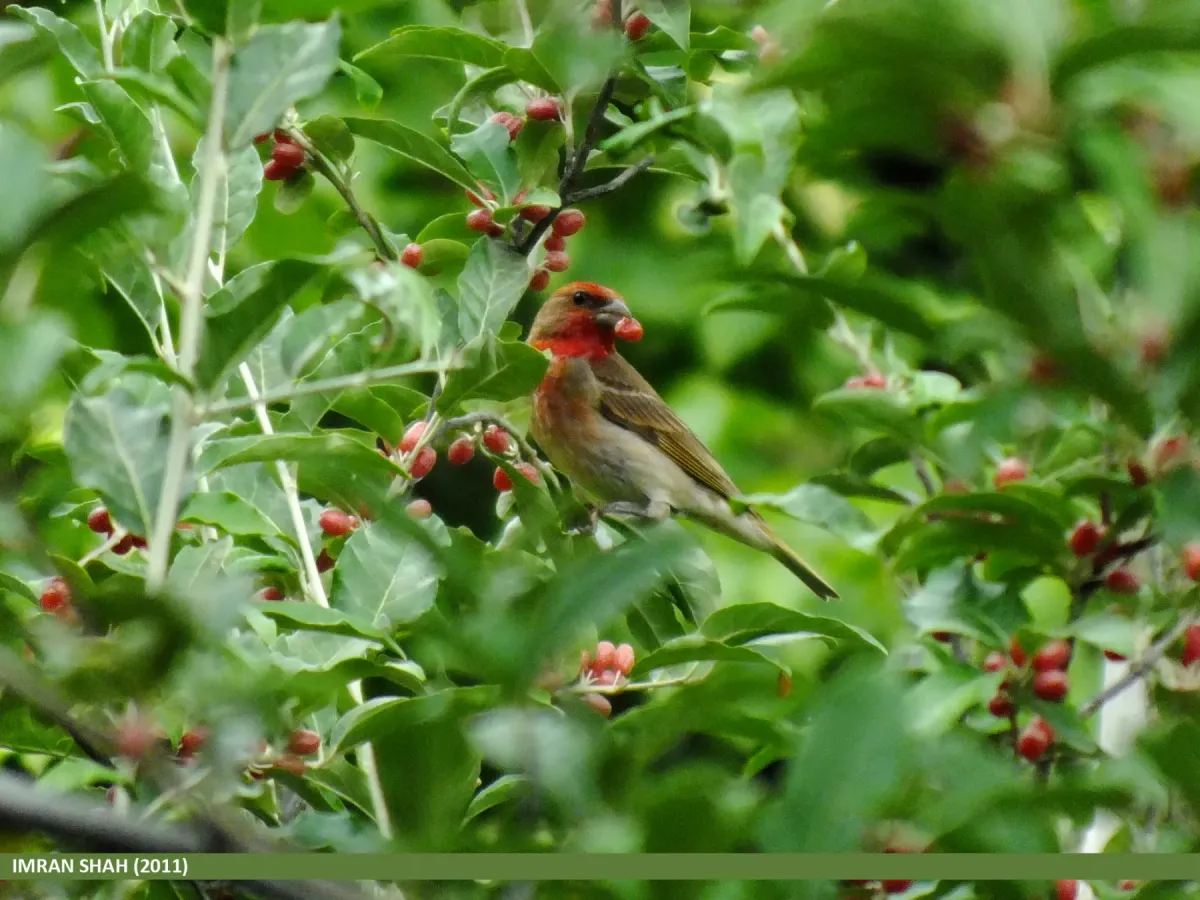 File:Common Rosefinch (Carpodacus erythrinus) (15887651662).jpg