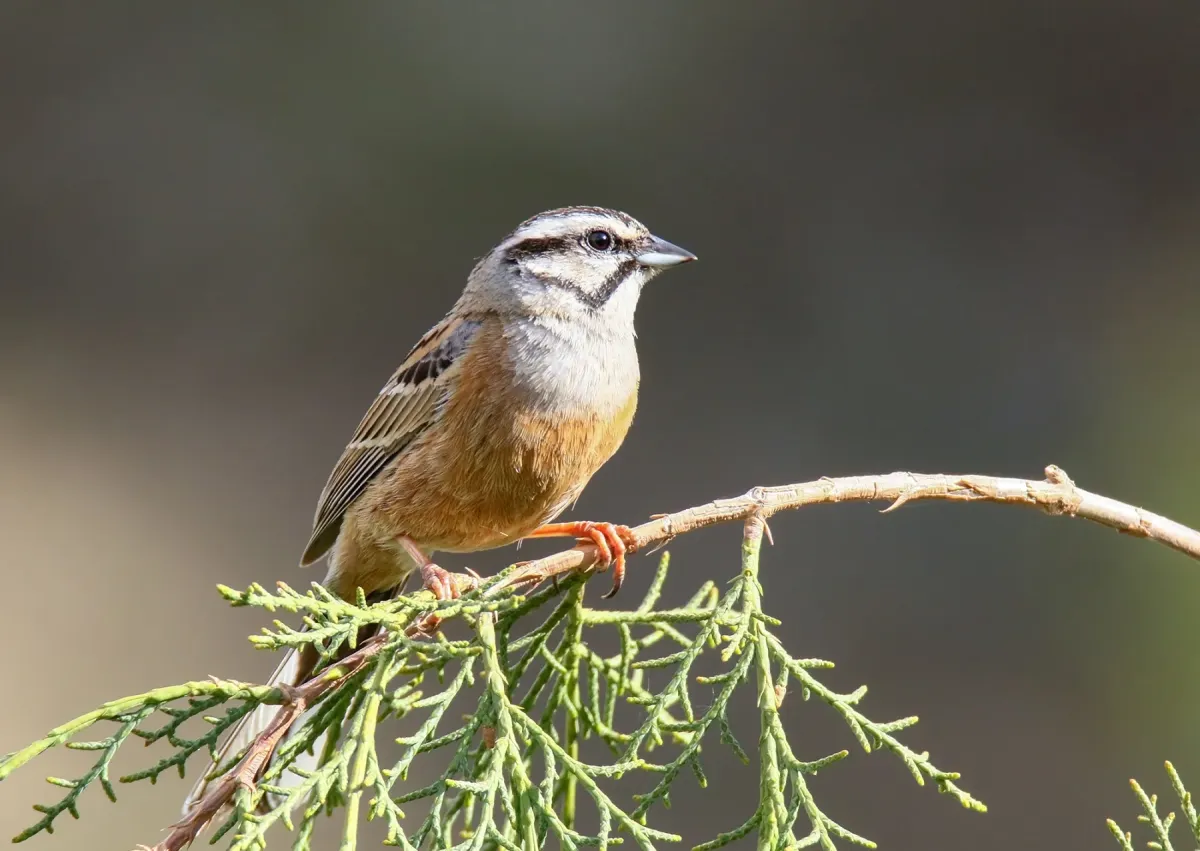File:Rock Bunting (Emberiza cia) (36270598936).jpg