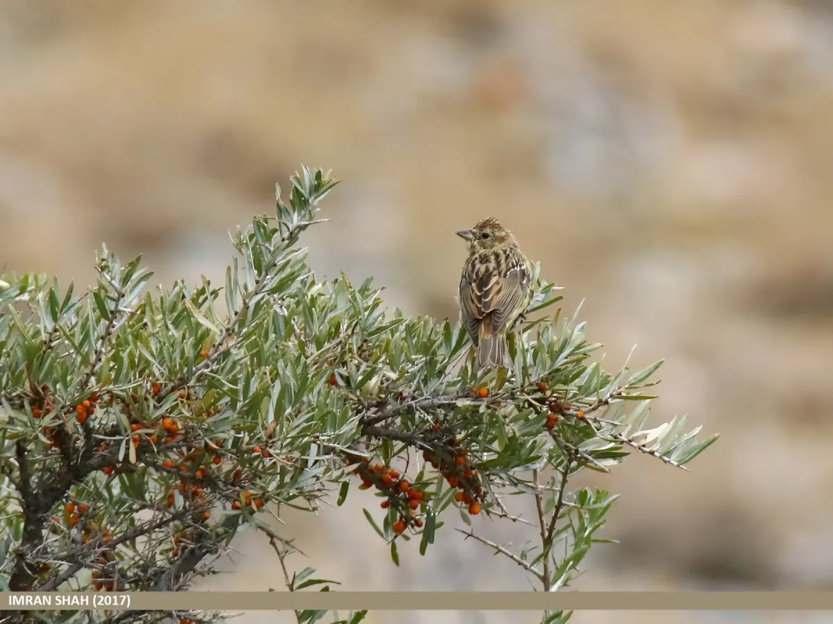 File:Chestnut Bunting (Emberiza rutila) (31634726787).jpg