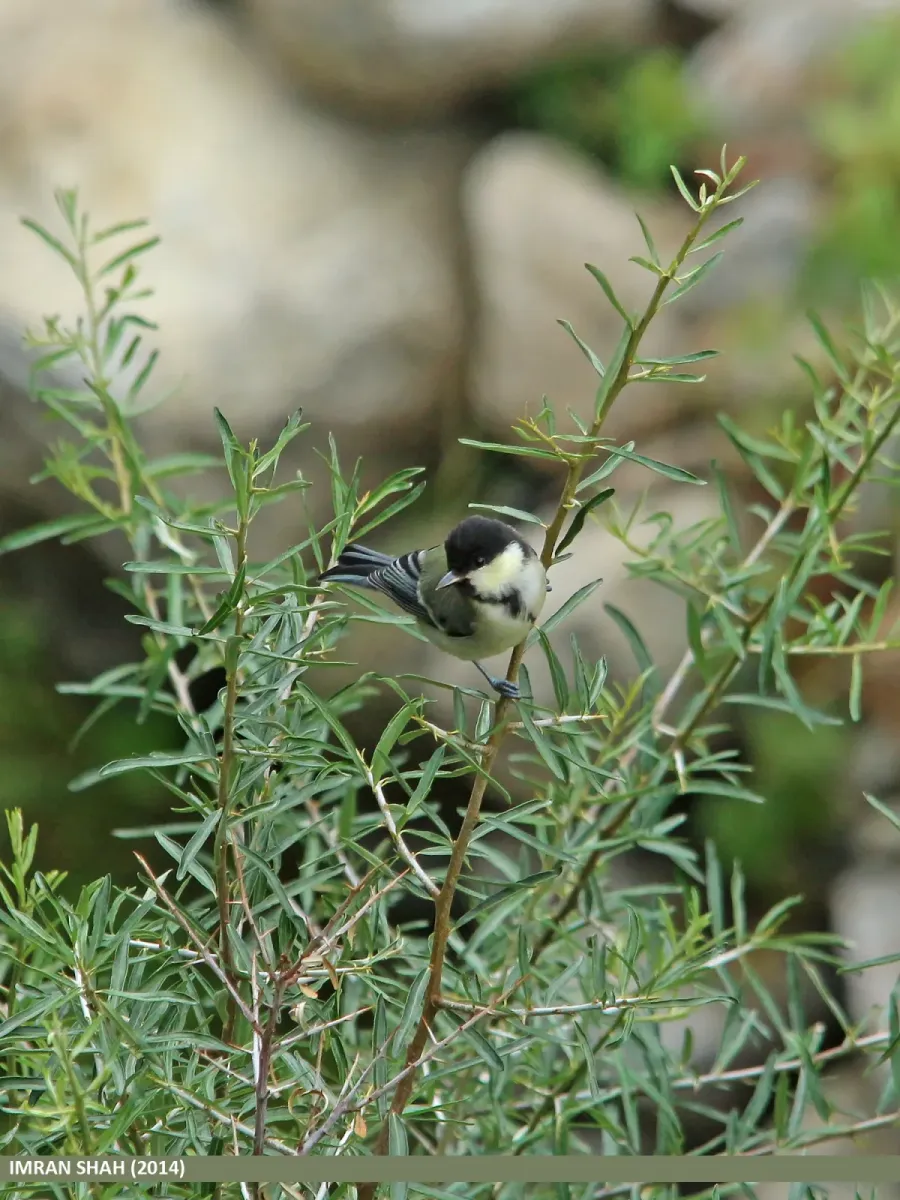 File:Cinereous Tit (Parus cinereus) (15710416029).jpg