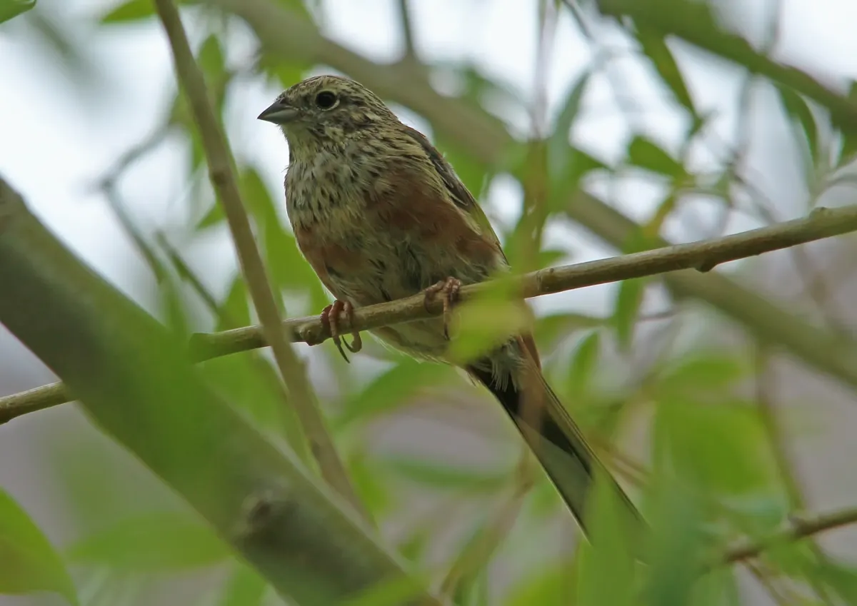 File:Chestnut-eared Bunting (Emberiza fucata) (15274121984).jpg