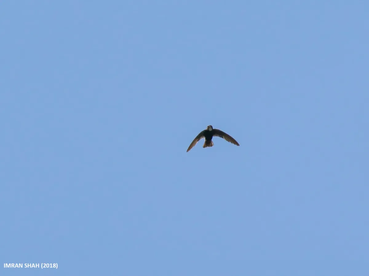 File:Little Swift (Apus affinis) (32719569228).jpg